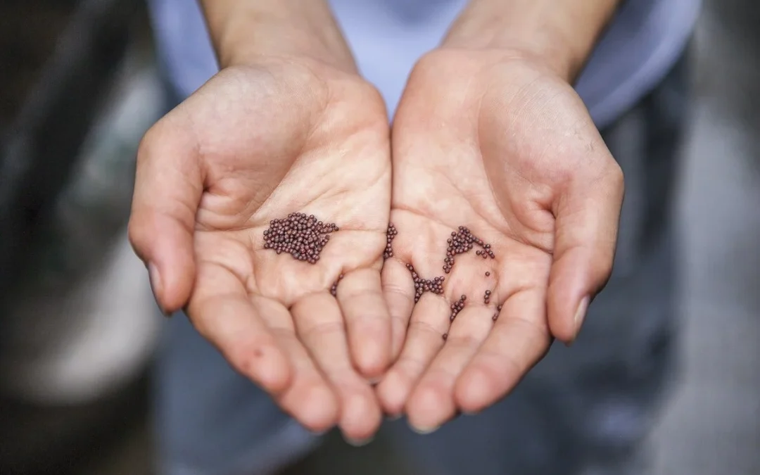 Transitions: The Seeds of Grasping and Trusting