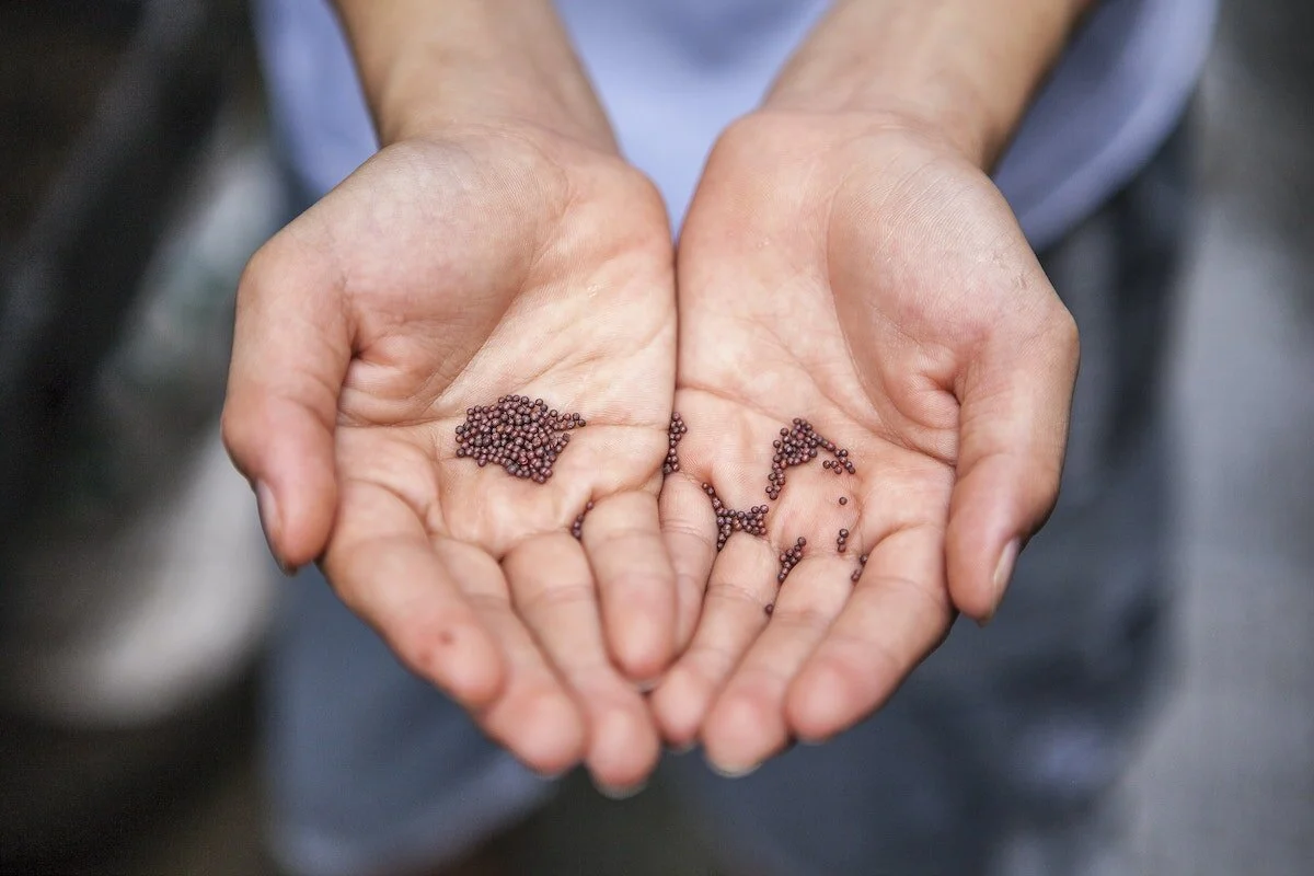 Transitions: The Seeds of Grasping and Trusting