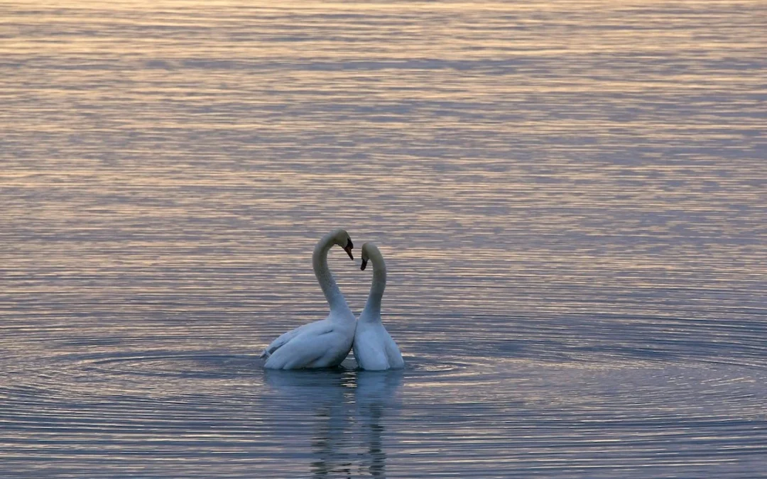 Human Heartbreak and Longing