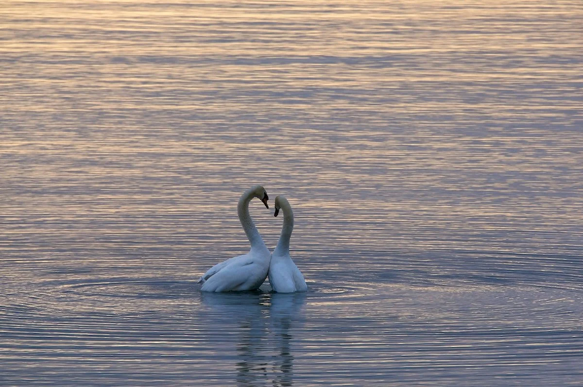 Human Heartbreak and Longing