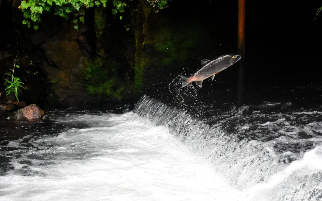 Facing Fear: The Courage to Swim Upstream