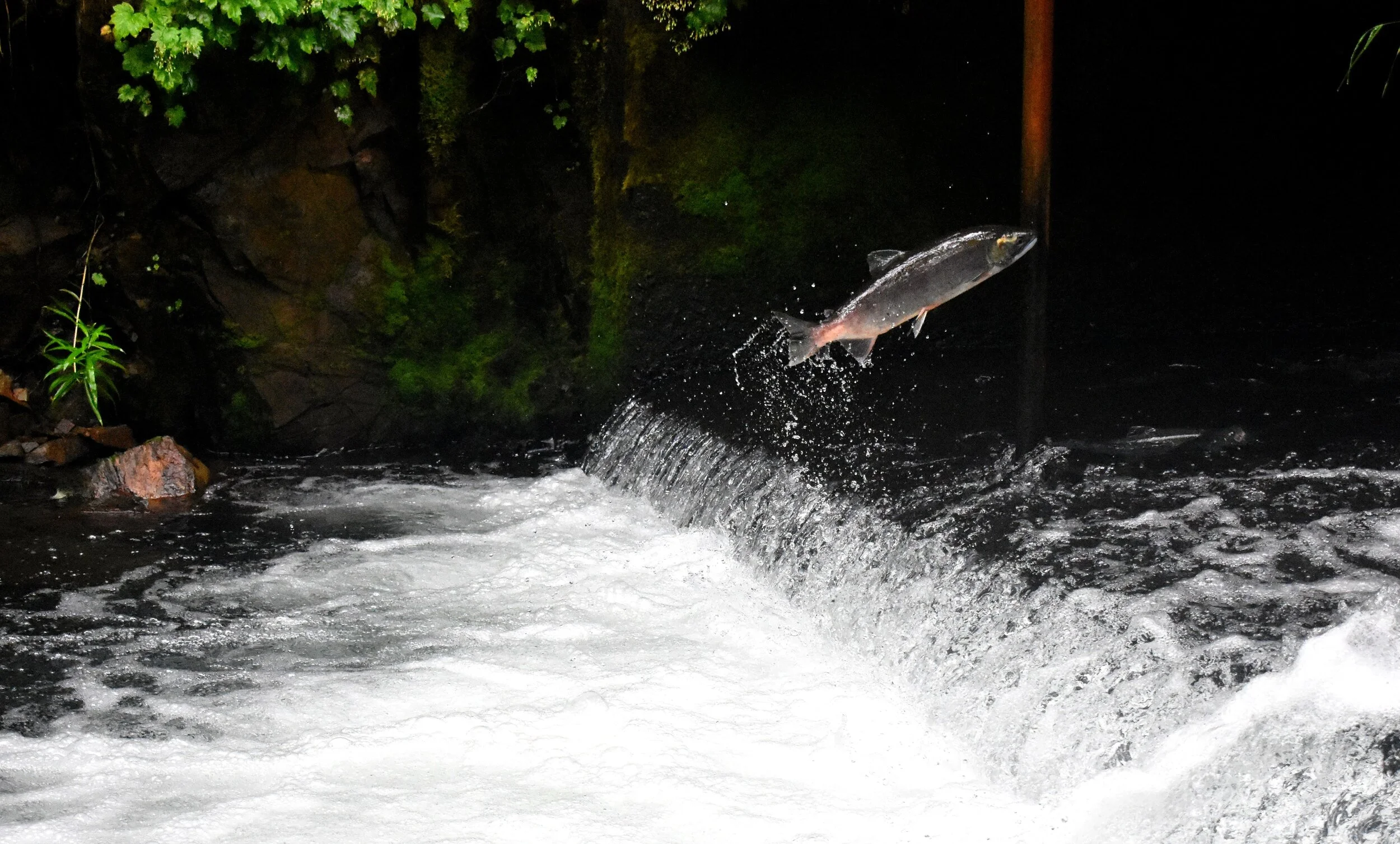 Facing Fear: The Courage to Swim Upstream