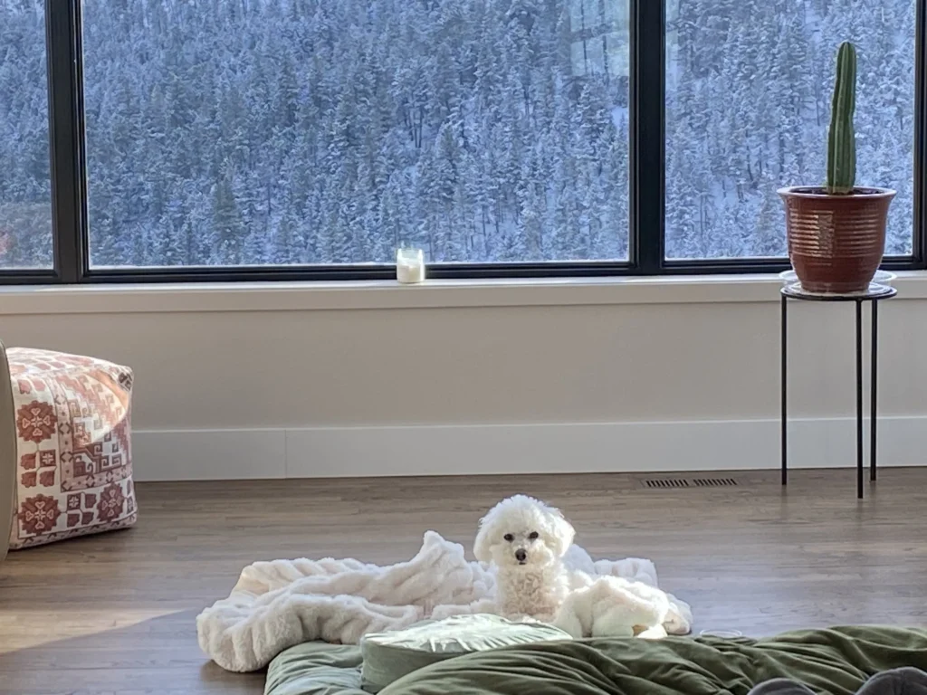Angel the dog resting peacefully after morning meditation