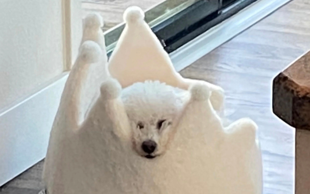 White puppy resting inside a soft crown-shaped pet bed by a window
