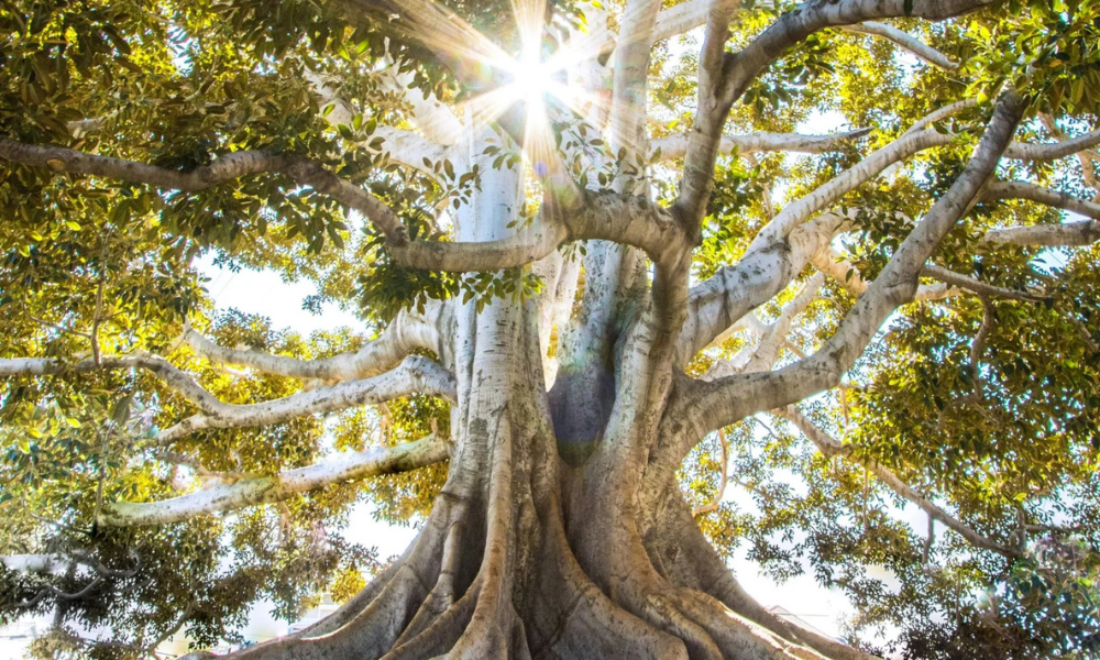 Leadership coaching leadership ceiling and business transformation through self-awareness